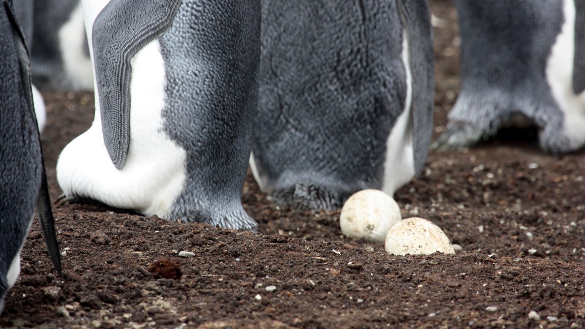 King Penguins with eggs