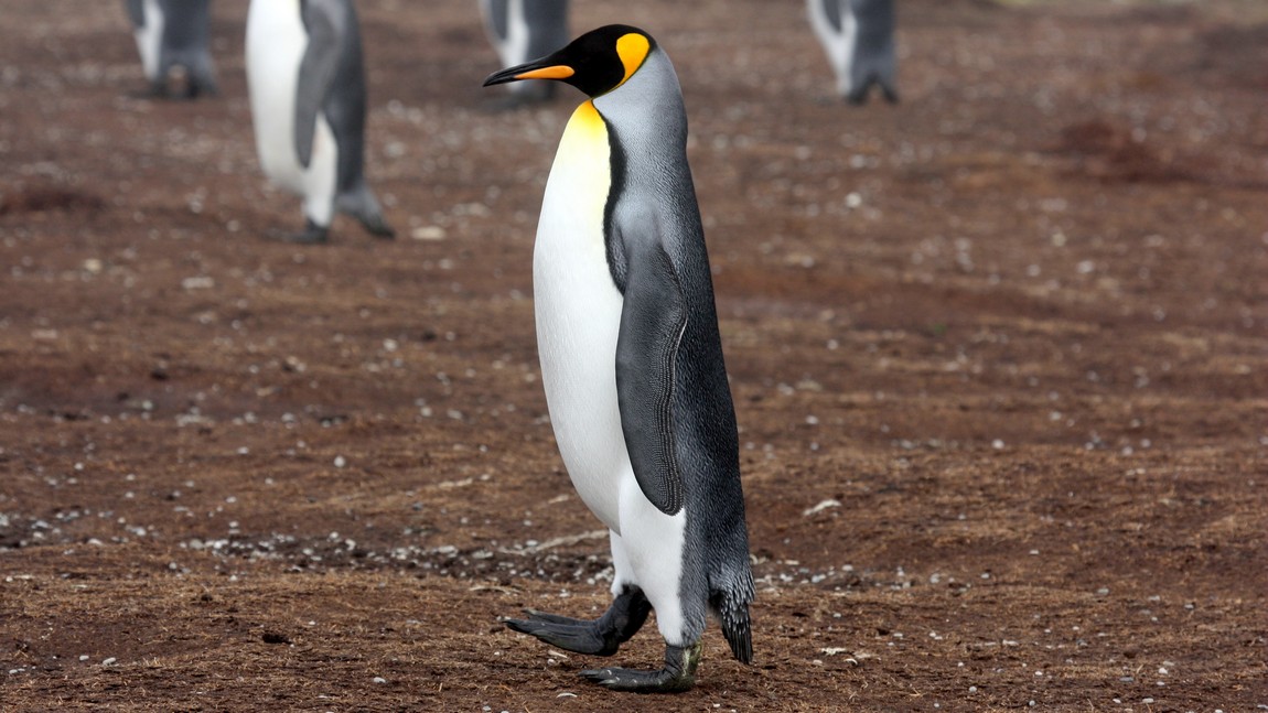 King Penguin taking a walk