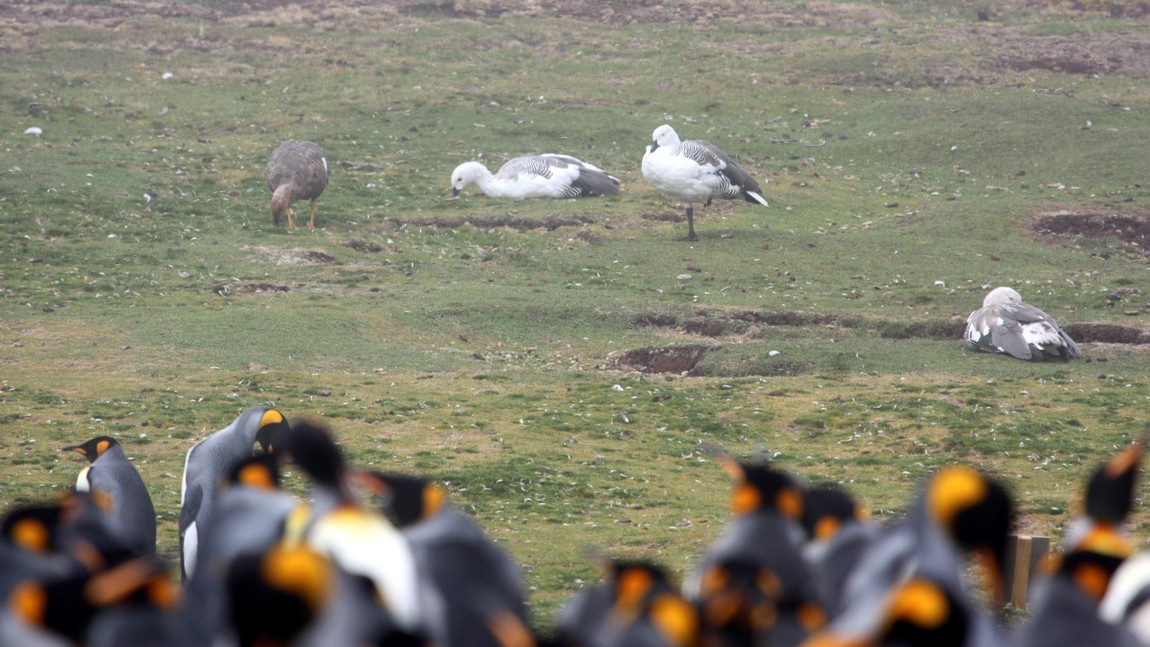 Some geese