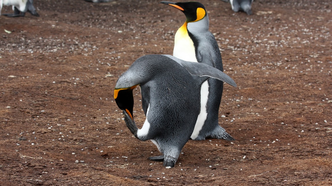 King penguin clowning around