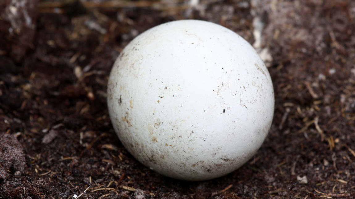 King Penguin egg