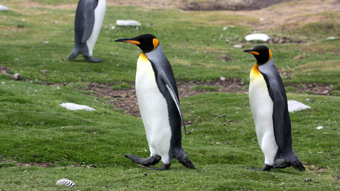 King Penguins out for a walk