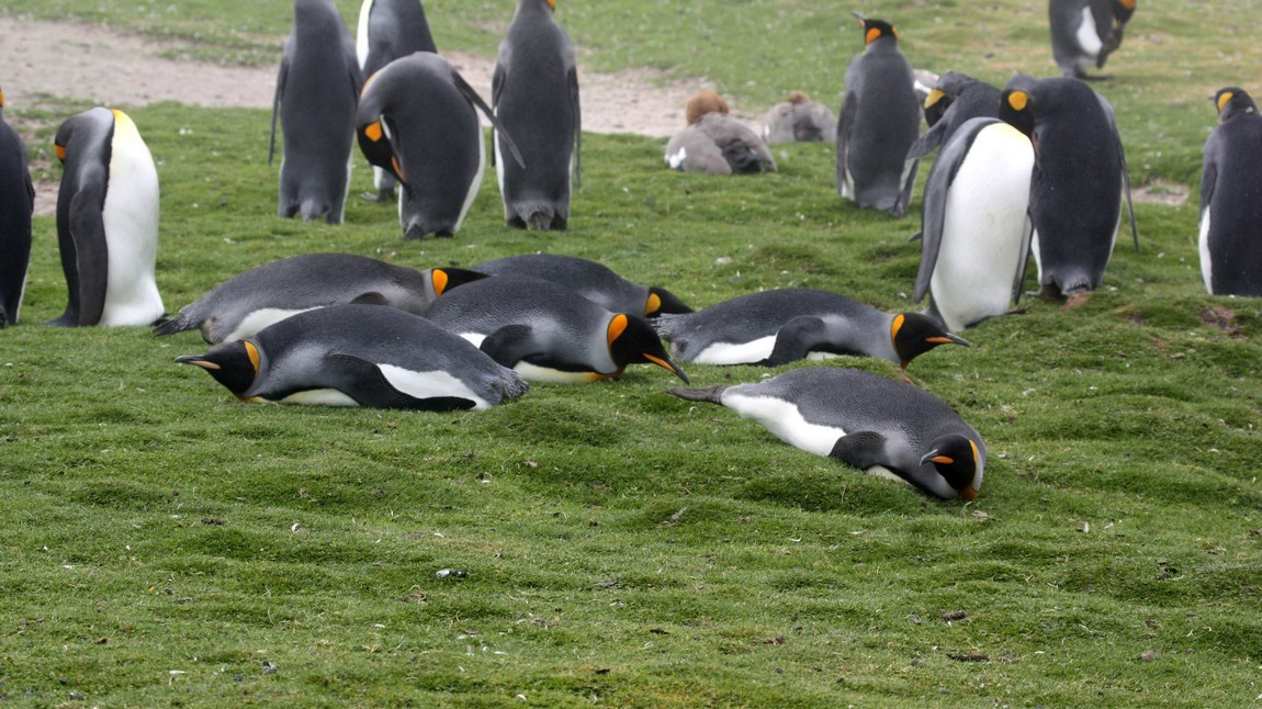 Some are resting