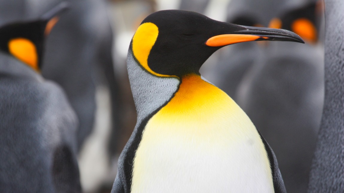 King Penguin