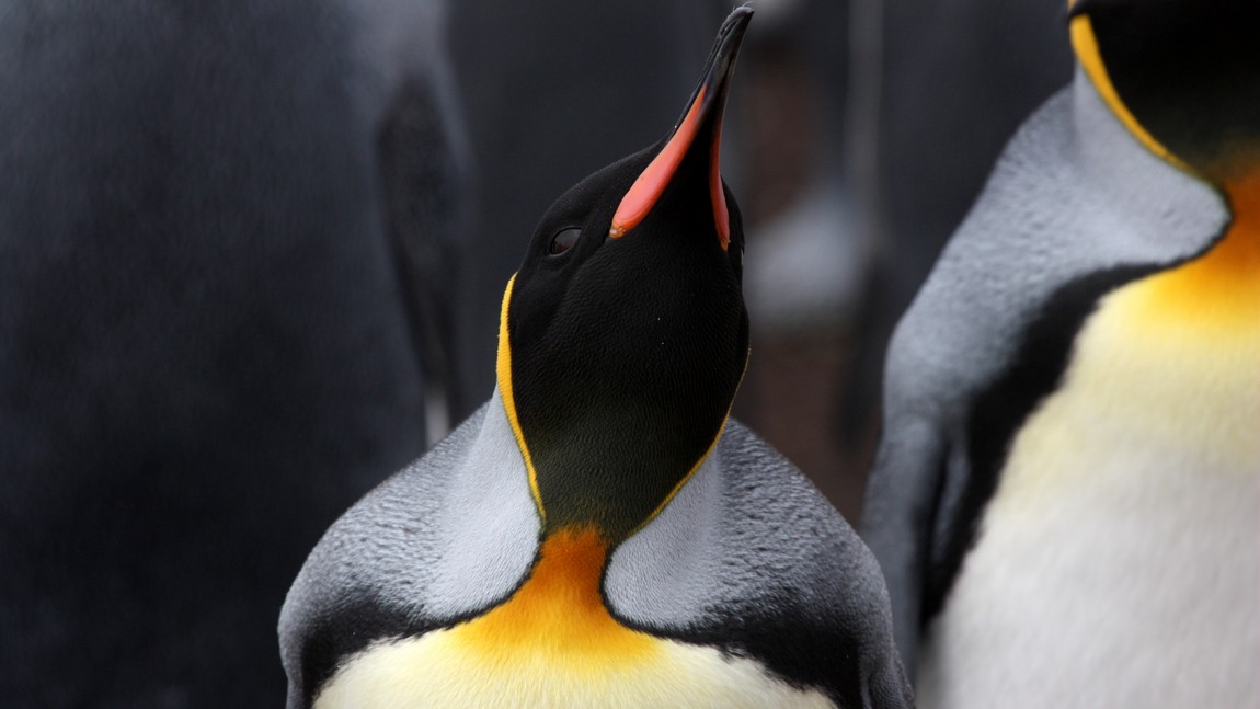 King Penguin