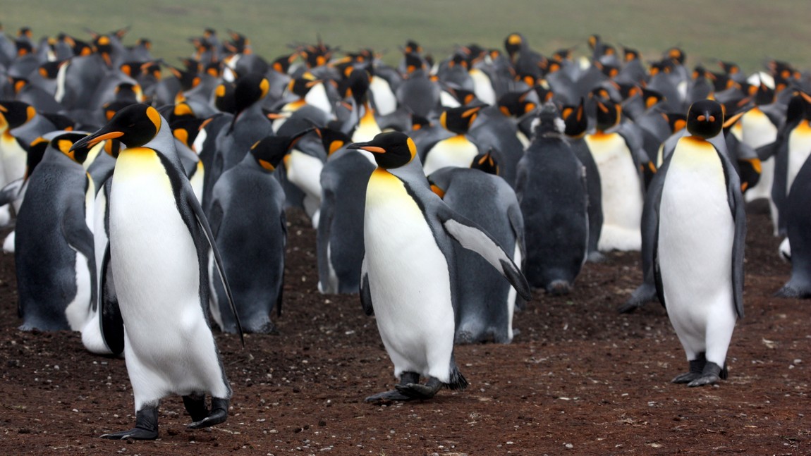 King Penguin colony