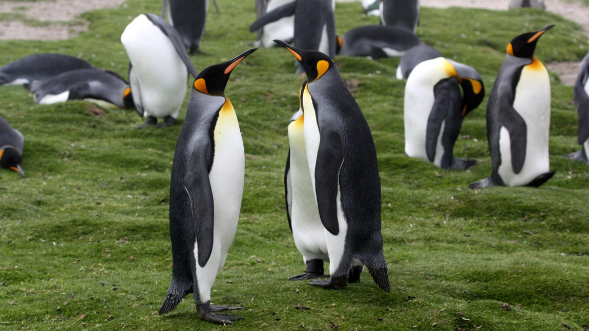 King Penguins