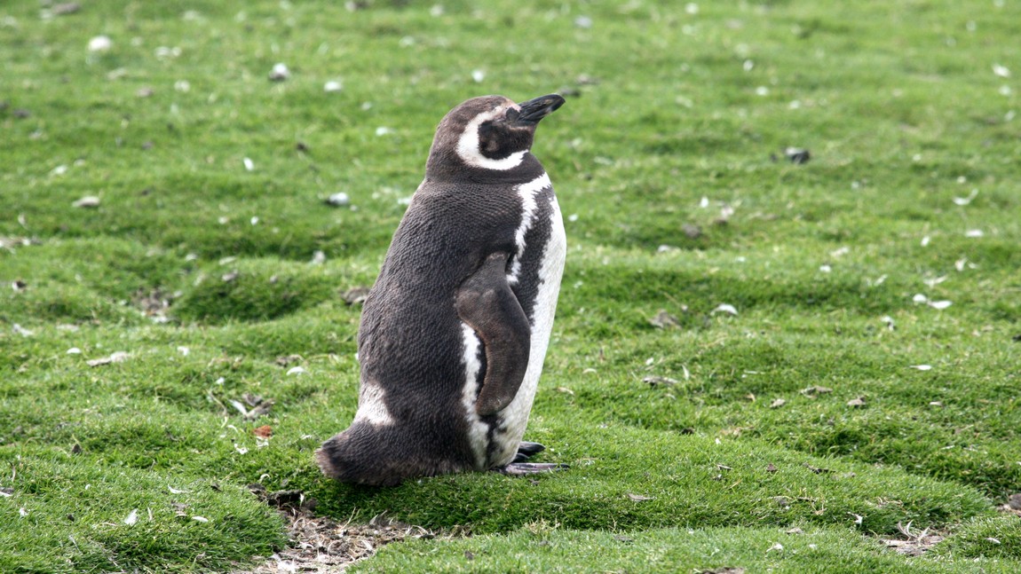 Sleepy Magellanic Penguin
