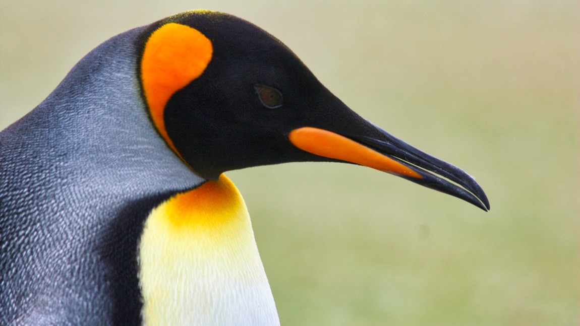 King Penguin