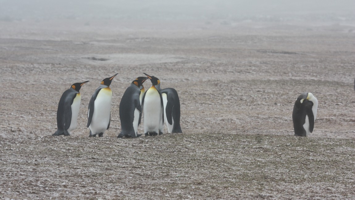 King Penguins
