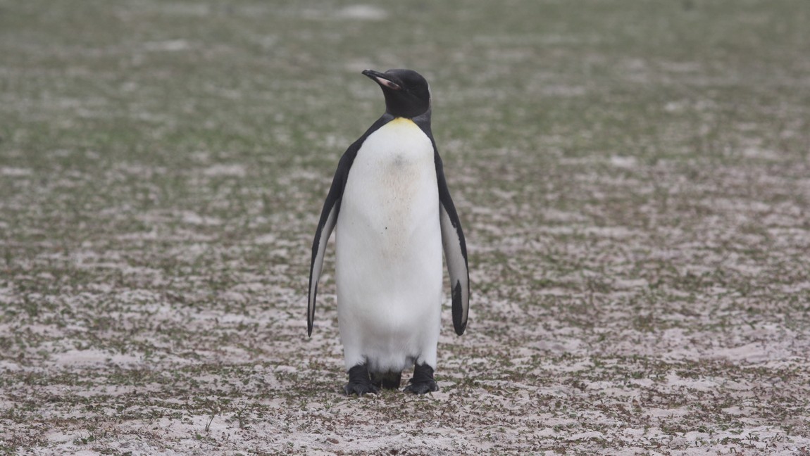 Juvenile King Penguin
