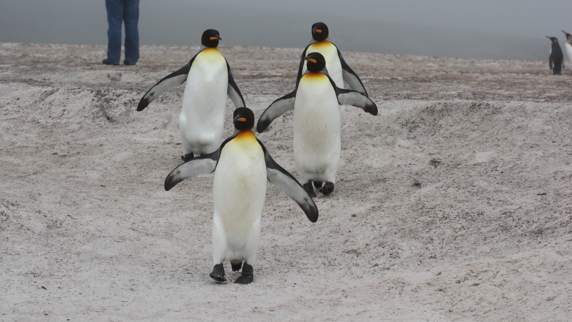 Penguins really do waddle