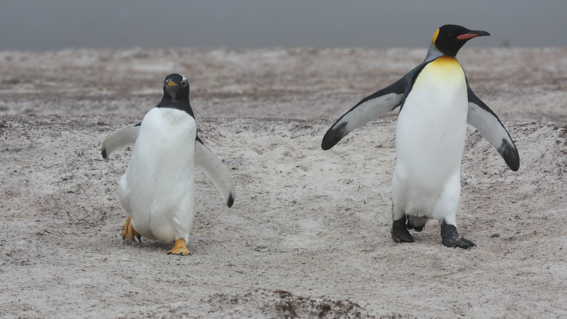 Gentoo Penguin and King Penguin