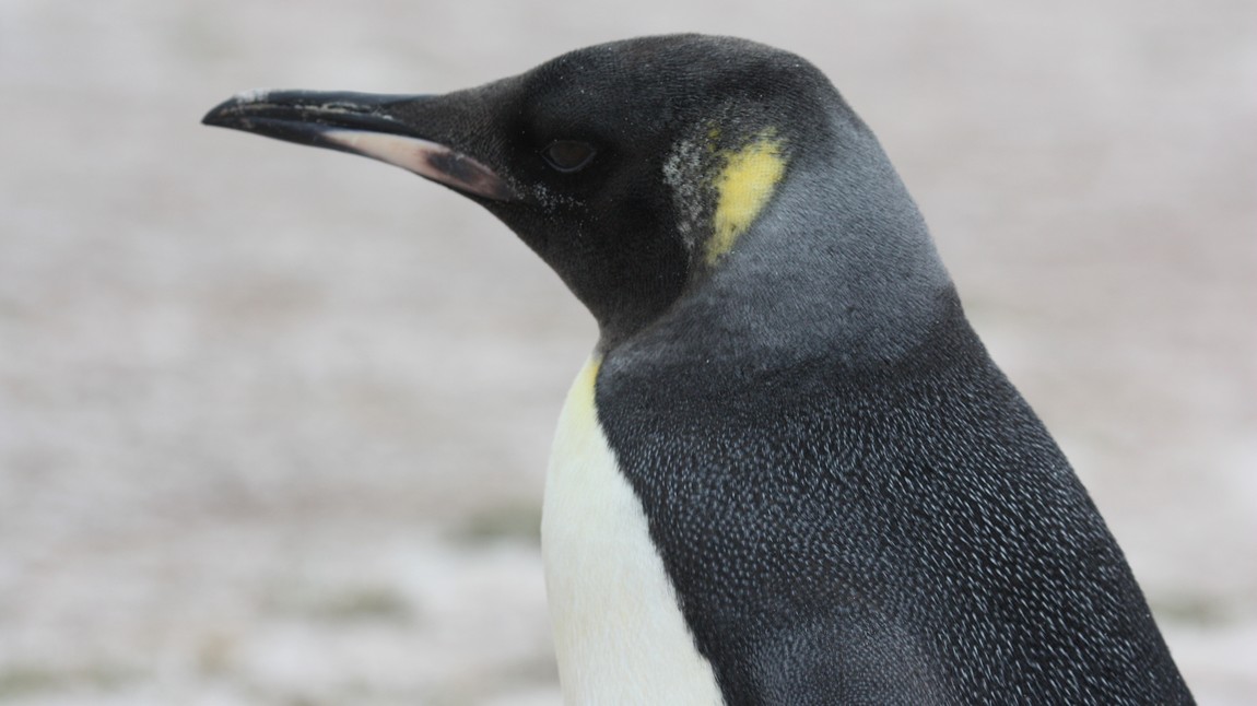 Juvenile King Penguin