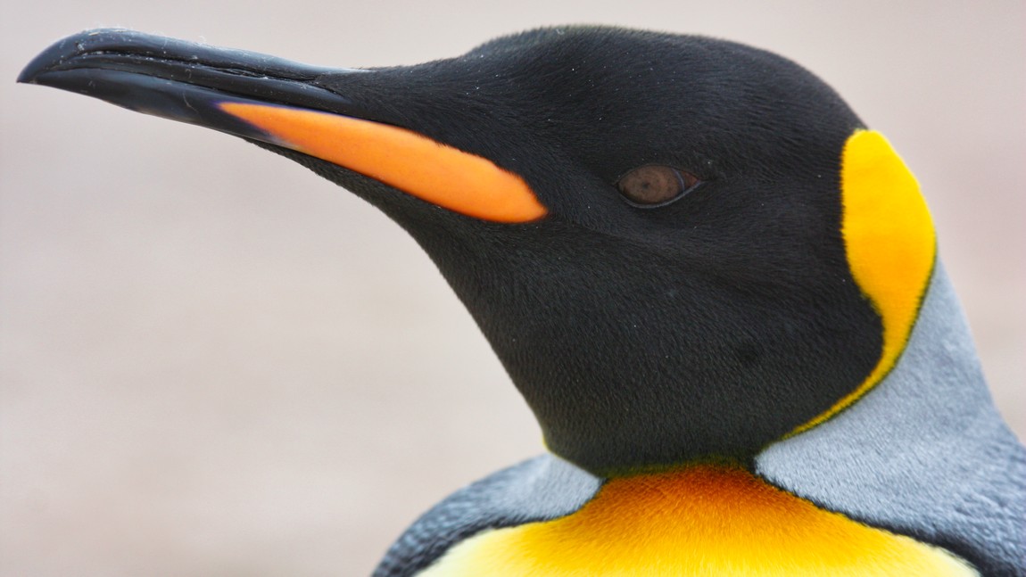 King Penguin