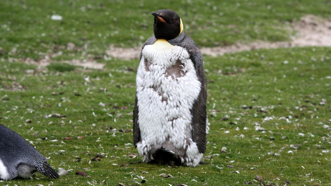 Molting King Penguin