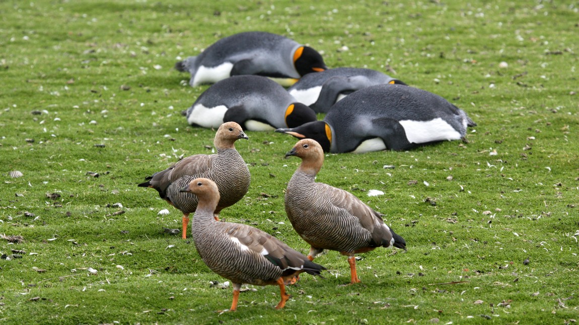Geese passing near