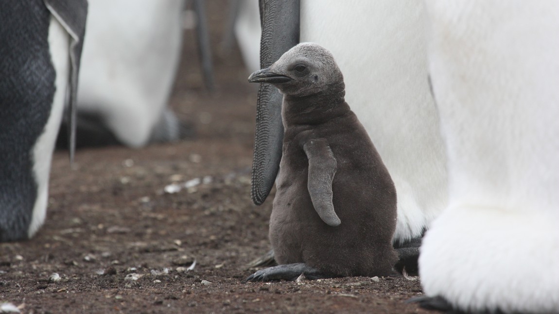 King Penguin chick