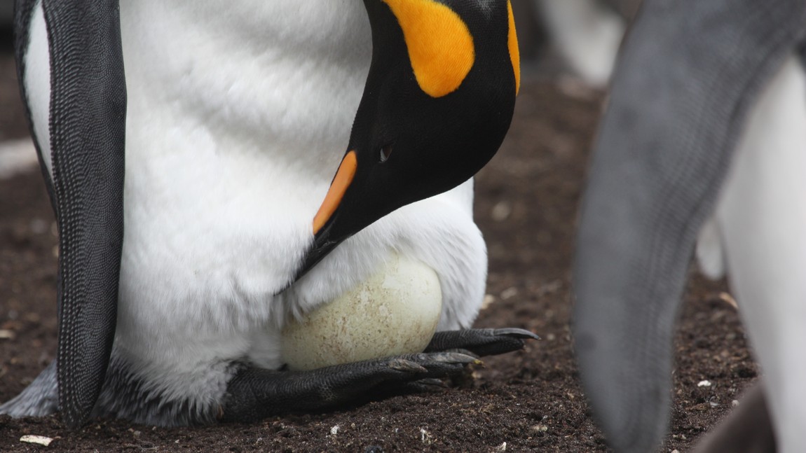 King Penguin with egg