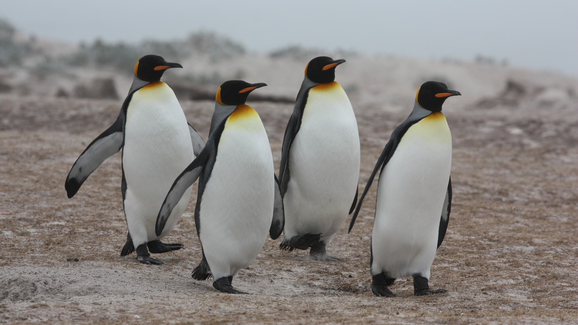 King Penguins out for a stroll