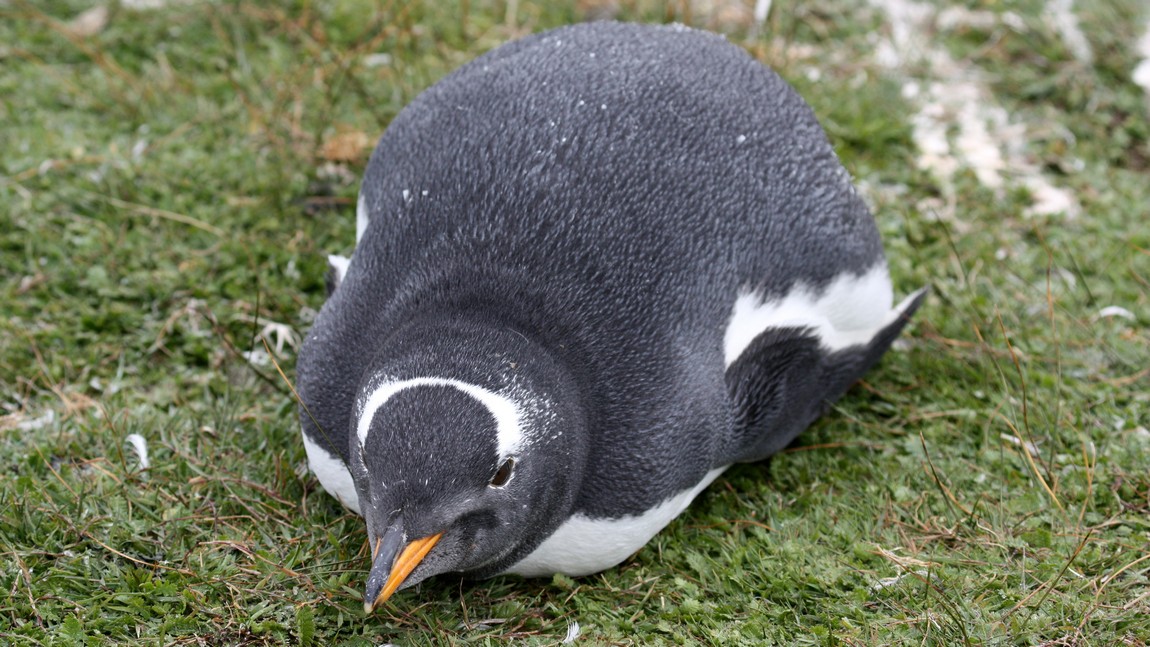 Fat Gentoo Penguin