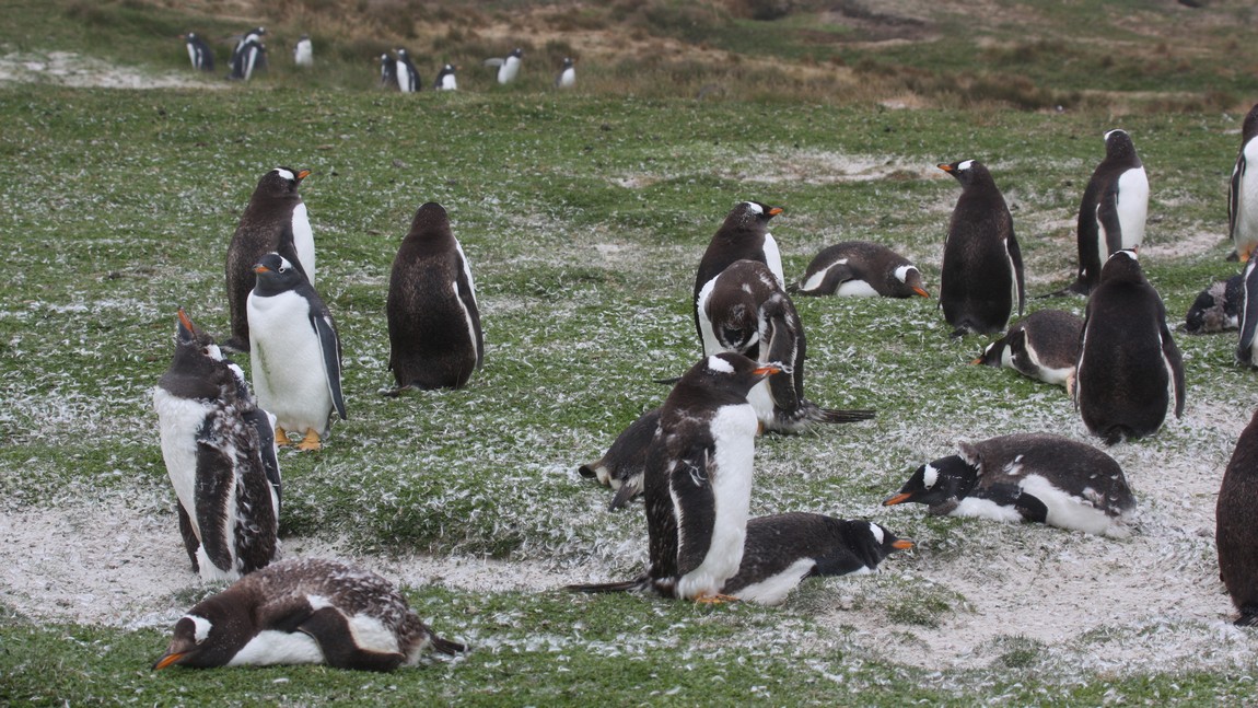 Gentoo Penguins