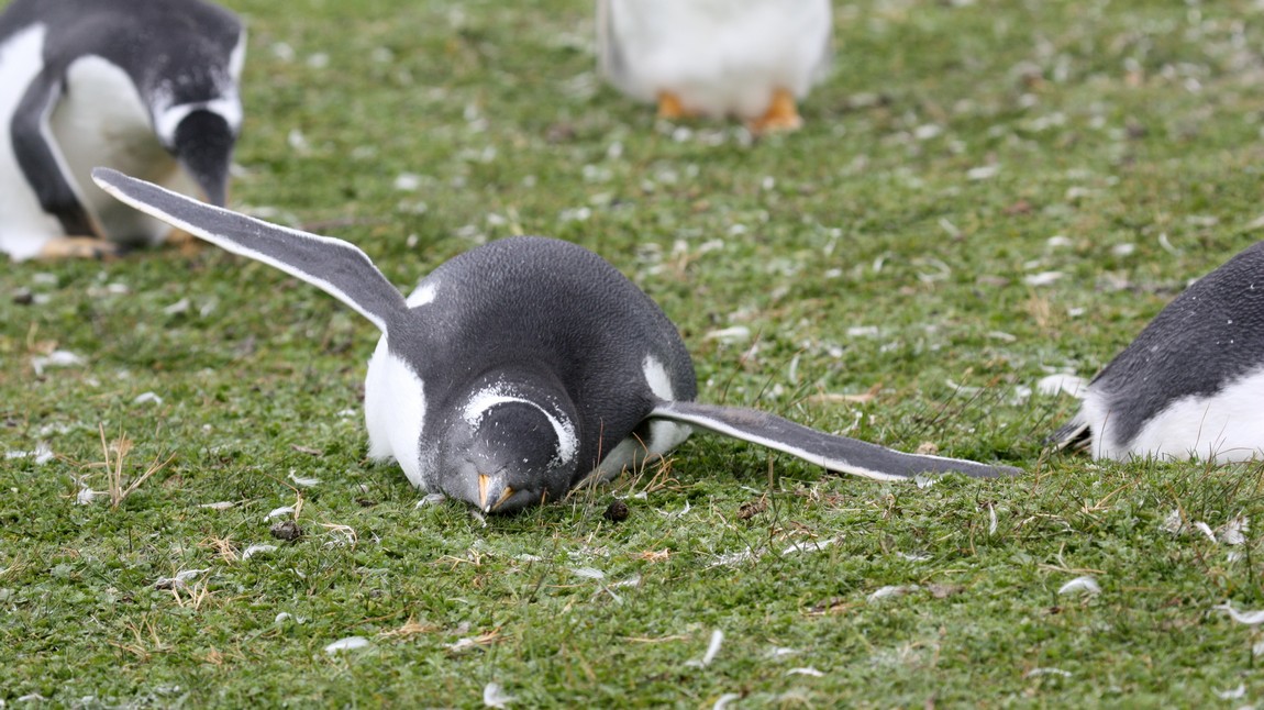 Gentoo Penguin dreaming of flying