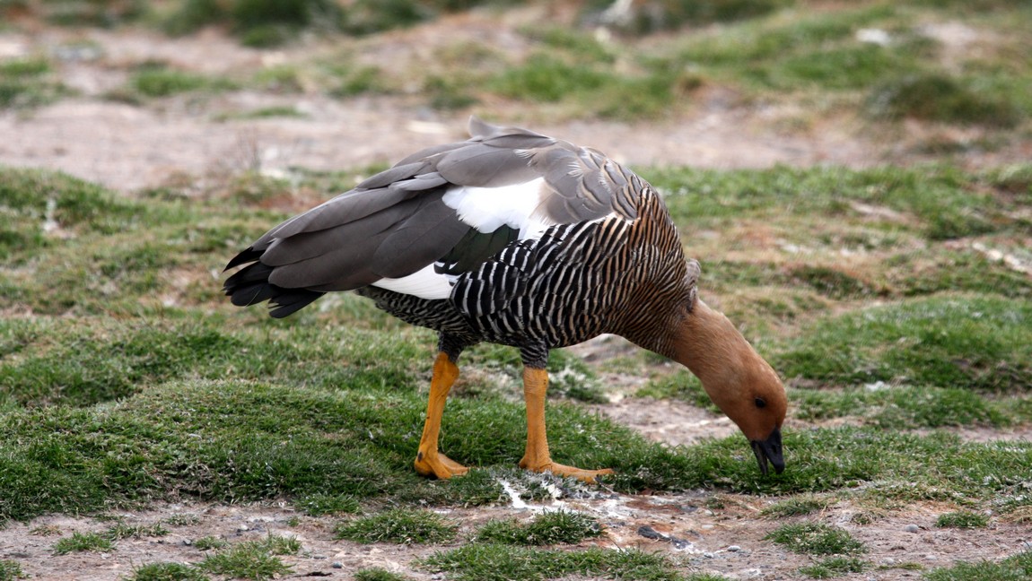 One of the geese