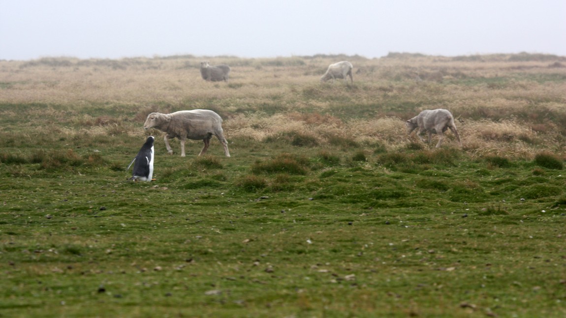 Gentoo Penguin among the sheep