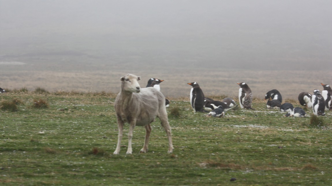 Sheep