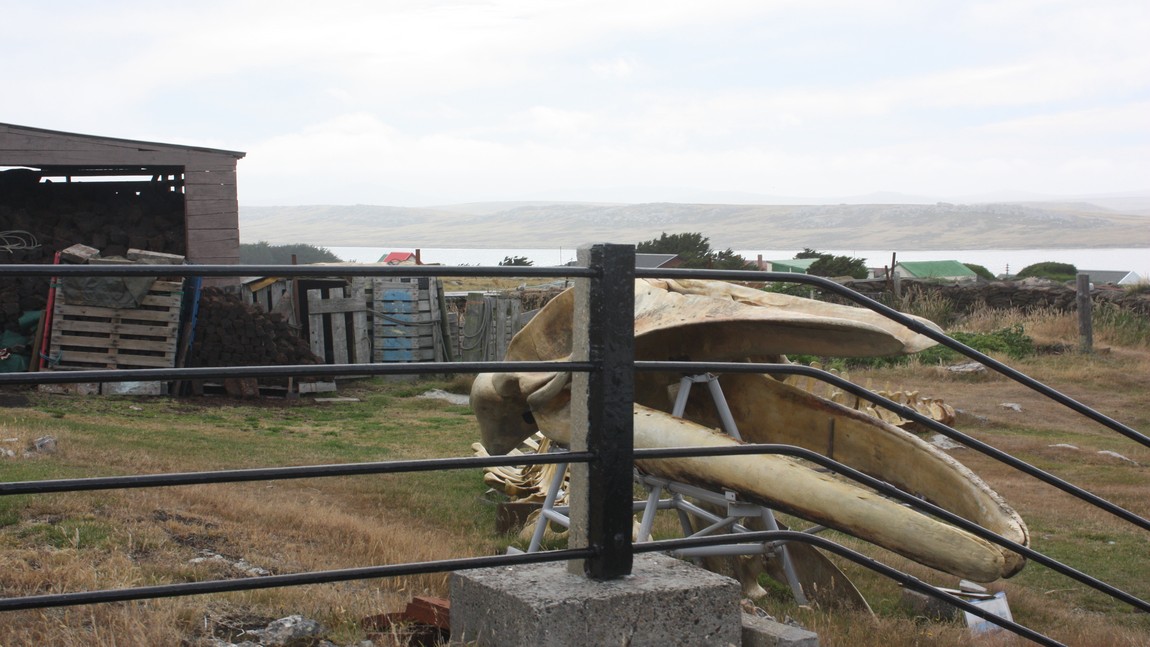 Anti-whaling display