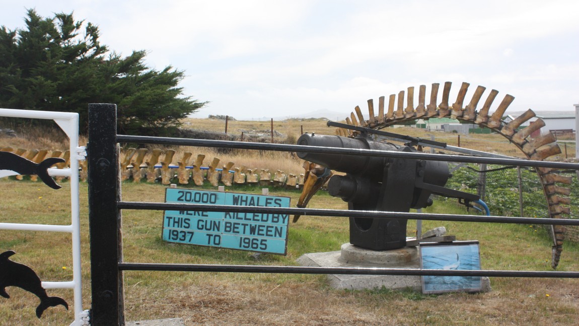 Anti-whaling display