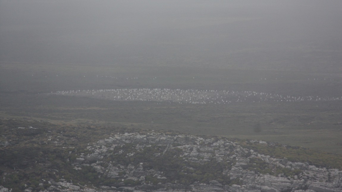 Volunteer Point penguin colony