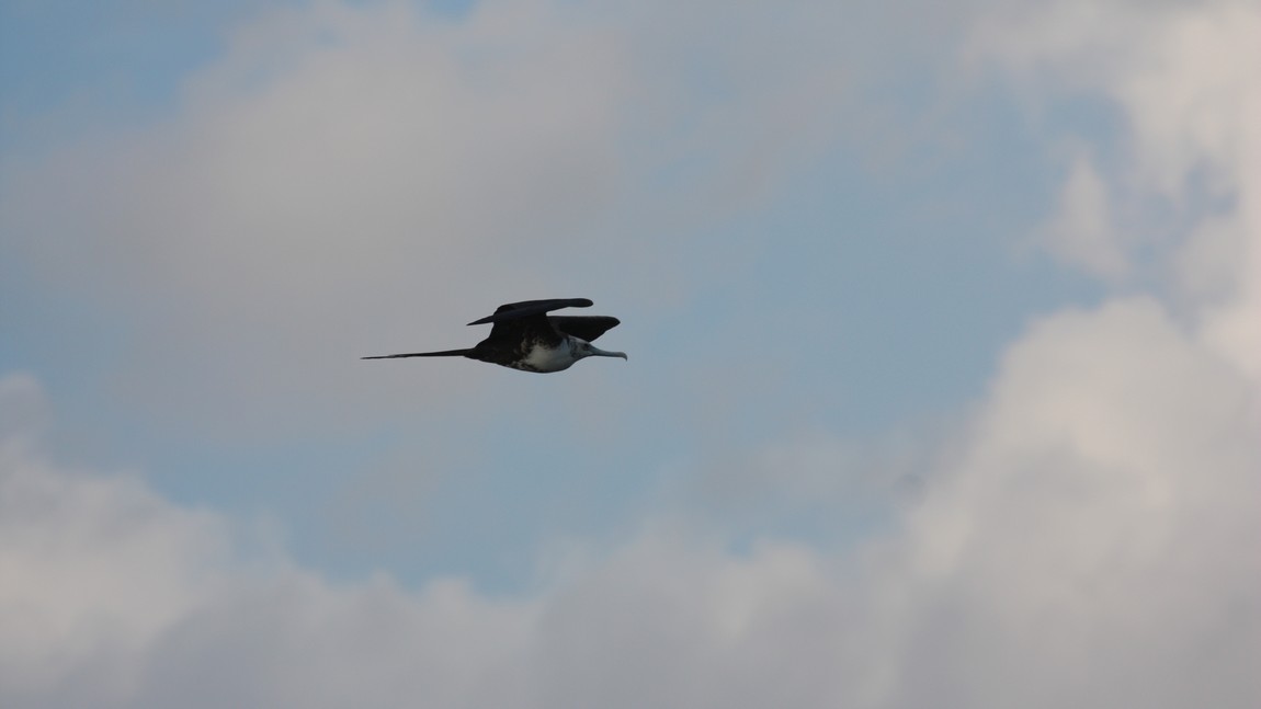 Bird flying past