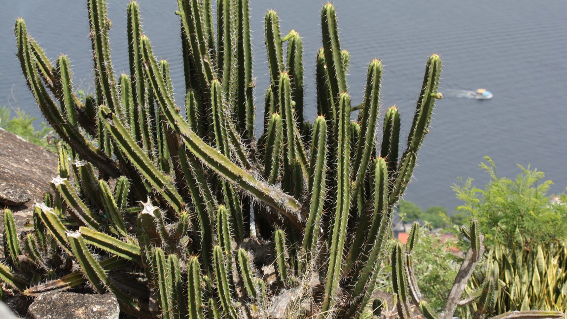 Cactus