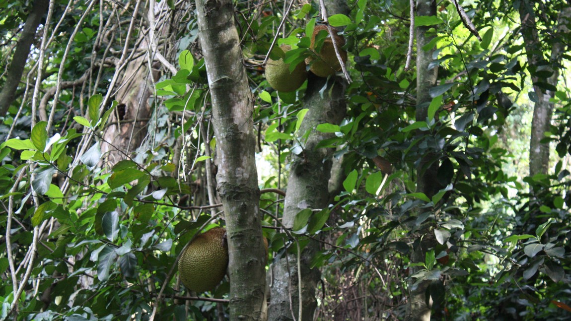 Jackfruit