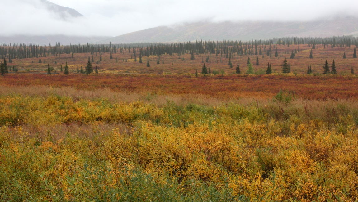 In Broad Pass