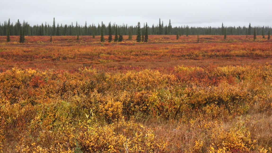 Fall colors in Broad Pass