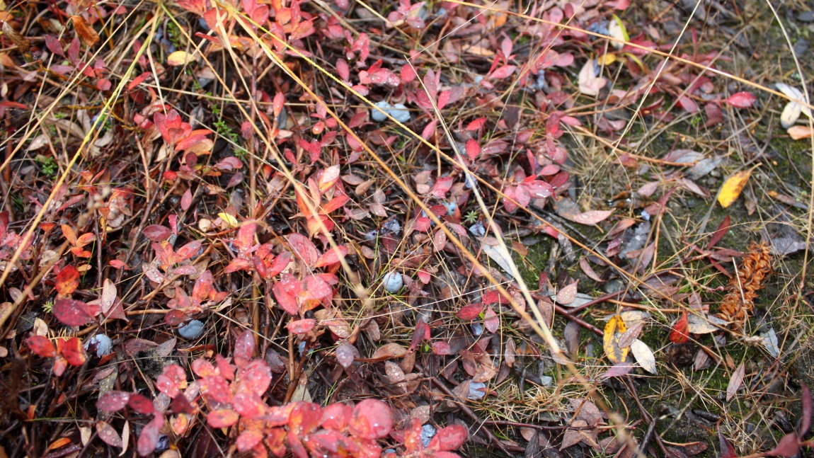 Blueberries in Broad Pass