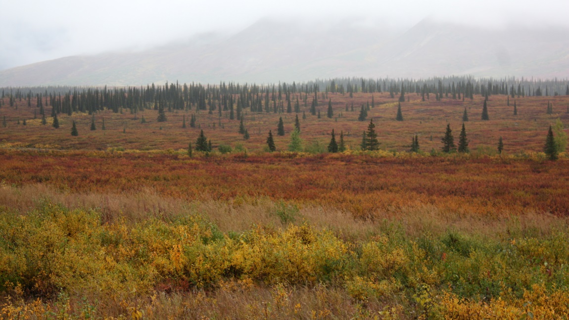 Fall colors in Broad Pass