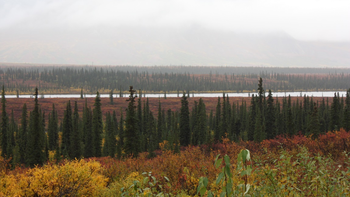 Fall colors in Broad Pass