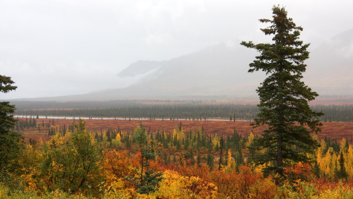 Fall colors in Broad Pass