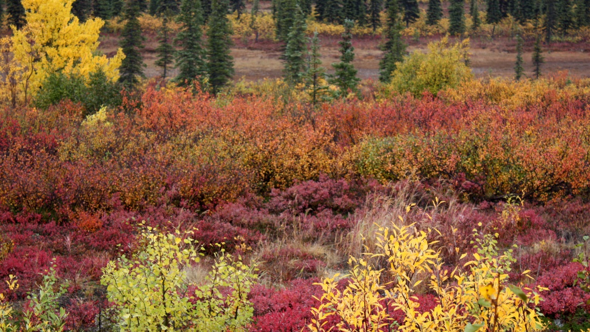 Fall colors in Broad Pass