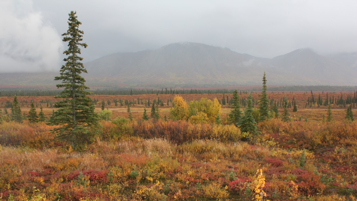 Fall colors in Broad Pass