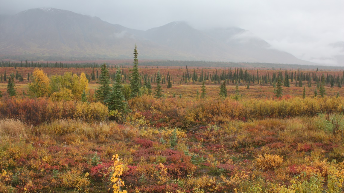 Fall colors in Broad Pass