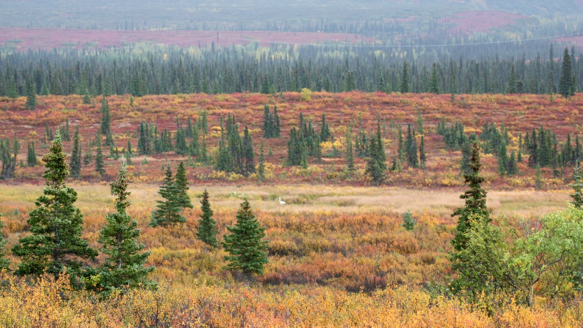 Swan near the Parks Highway