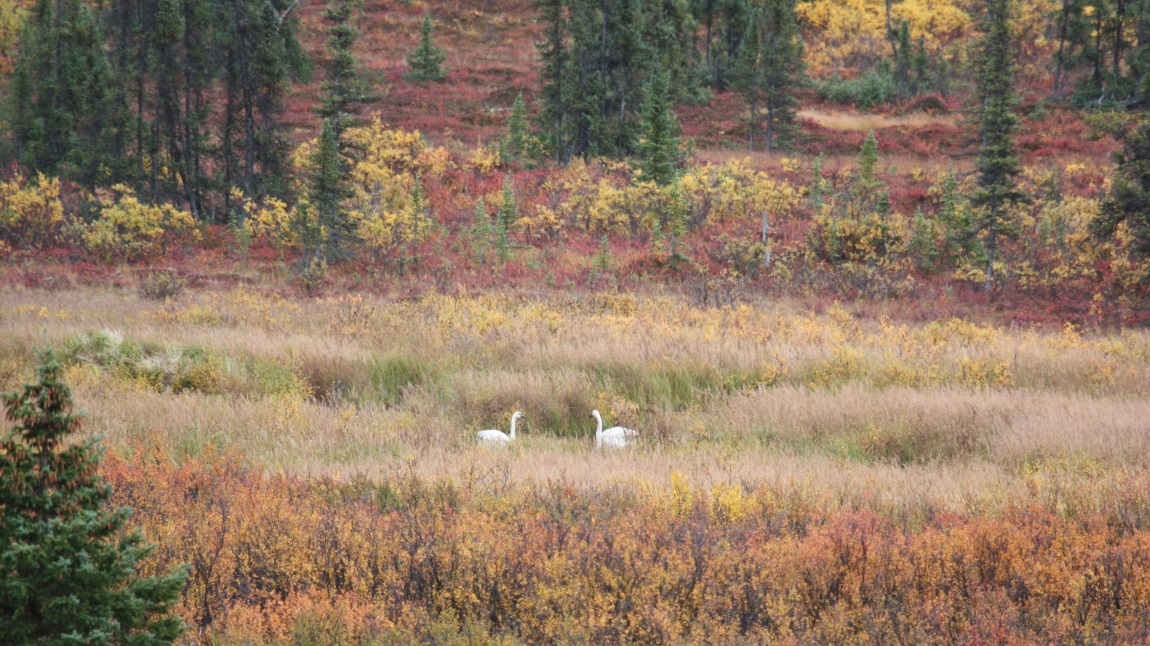 Swans near the Parks Highway