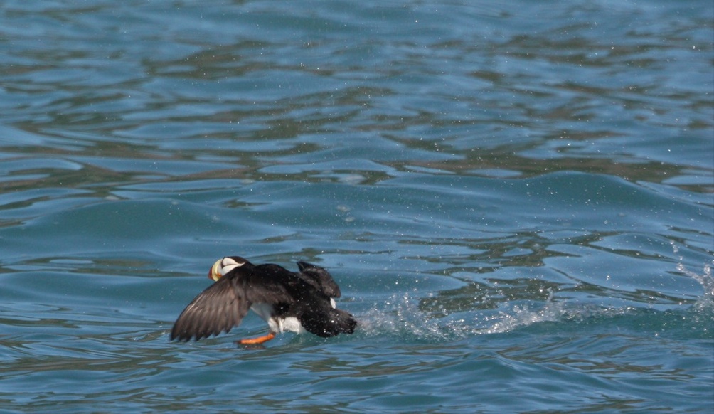 Horned Puffin in a clumsy takeoff