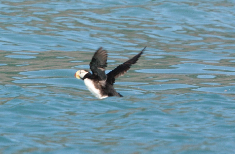 Horned Puffin taking flight