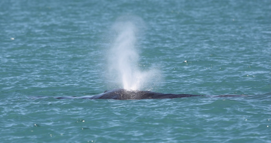 Whale coming up for a breath of air